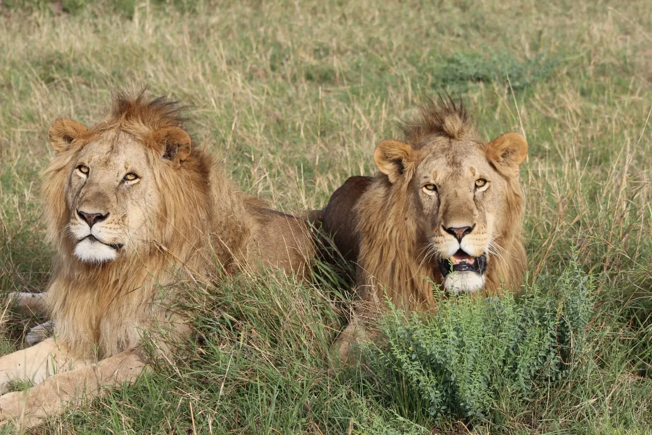 Avanza Adventures 044