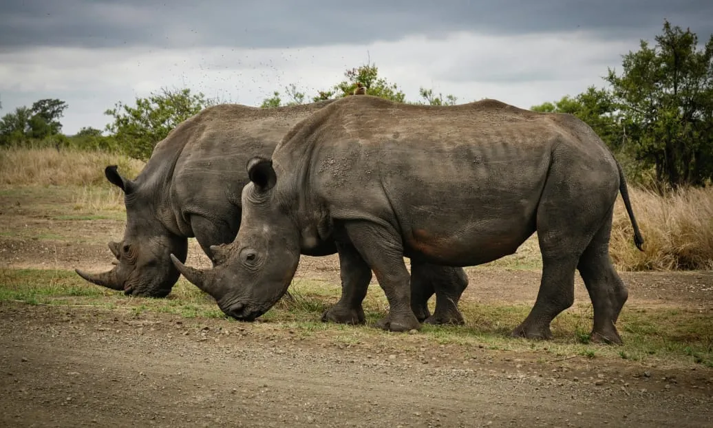 Avanza Adventures_03