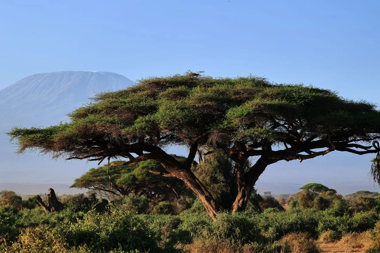 amboseli