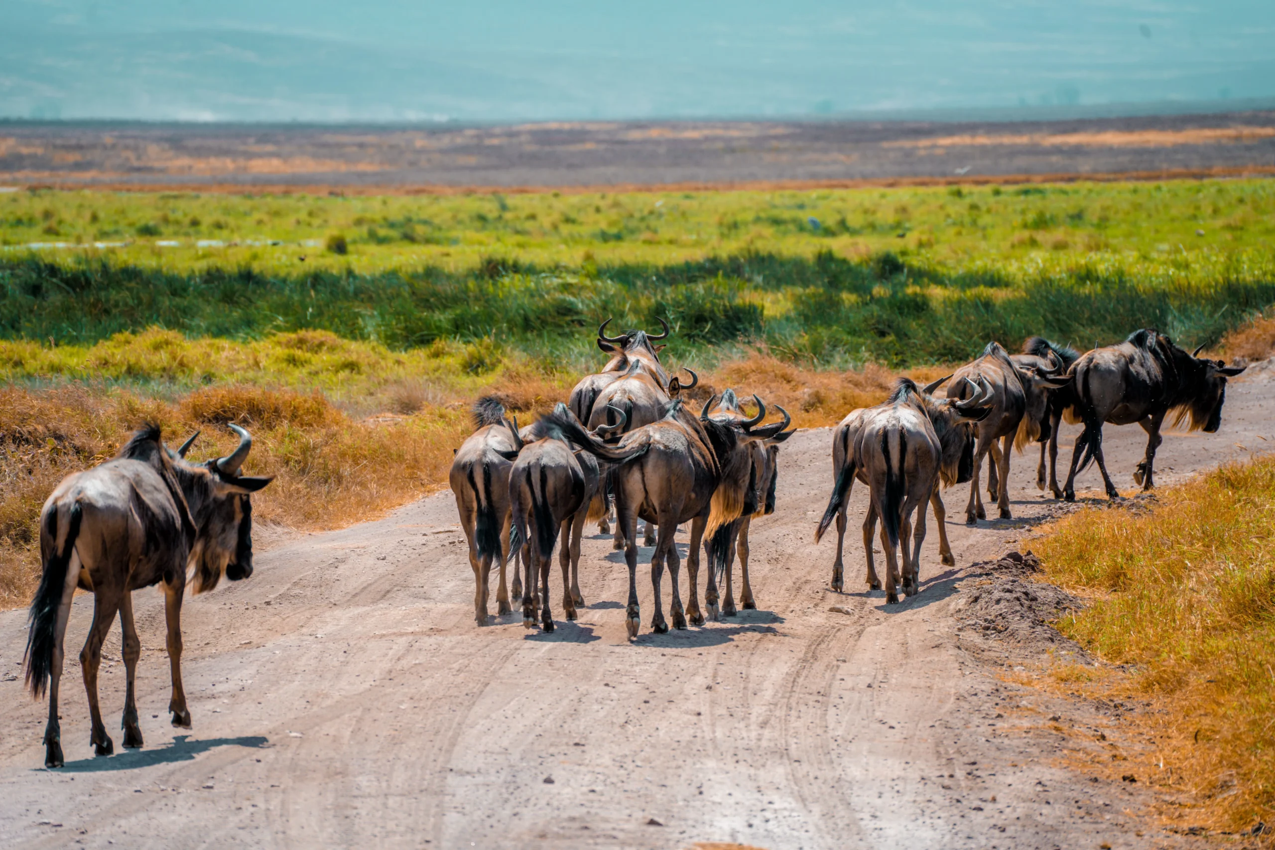 pexels-droneafrica-13338819