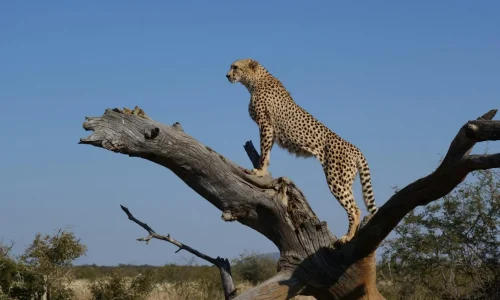 Avanza Adventures 013