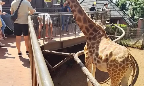 Avanza Adventures 063