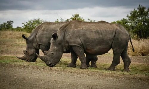 Avanza Adventures_03