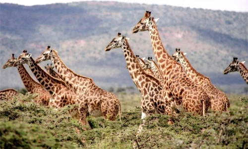 Avanza Adventures_17